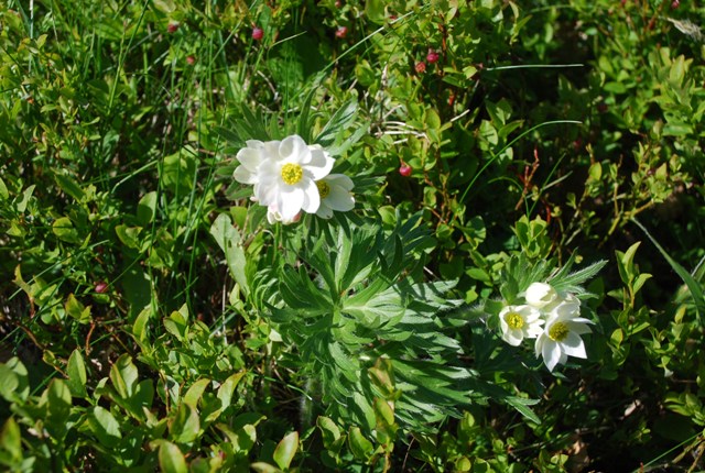 Anemonastrum narcissiflorum